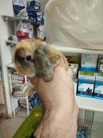 Coniglietti ariete minilop