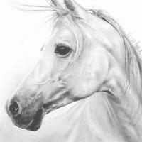 Piccolo ritratto di cavallo bianco.