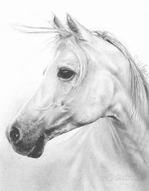 Piccolo ritratto di cavallo bianco.