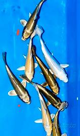Carpe Koi e carassio