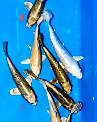 Carpe Koi e carassio