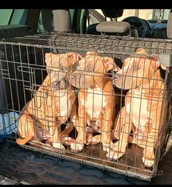 Amstaff