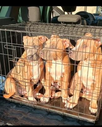 Amstaff