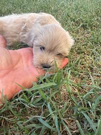 Cuccioli maltipoo