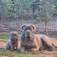 Cane corso disponibile per monta