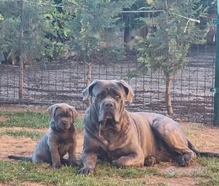 Cane corso disponibile per monta
