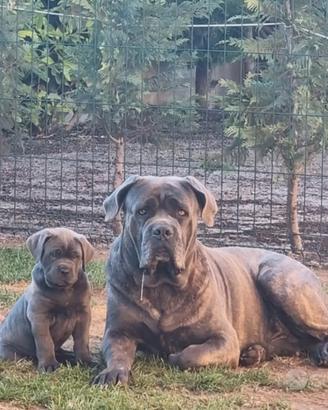 Cane corso disponibile per monta