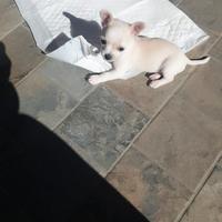 Chihuahua mini toy