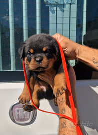 Cuccioli rottweiler alta genealogia