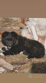 Border collie cucciola