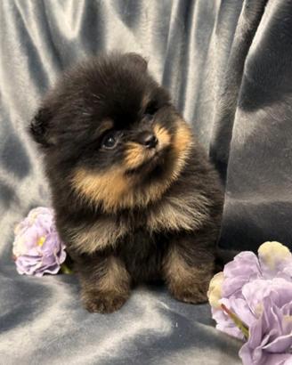 Spitz nano di pomerania Toy