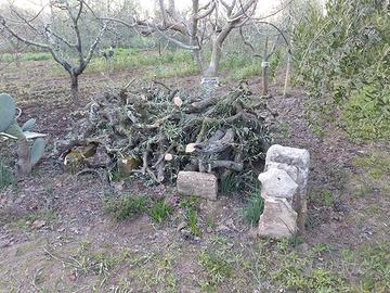 legna di ulivo 