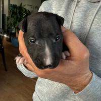 Bullterrier mini con pedigree ENCI