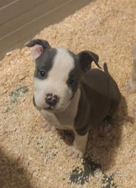 AMSTAFF BLUE cucciolo