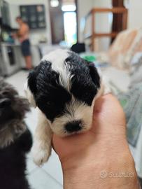 Cuccioli barboncino toy