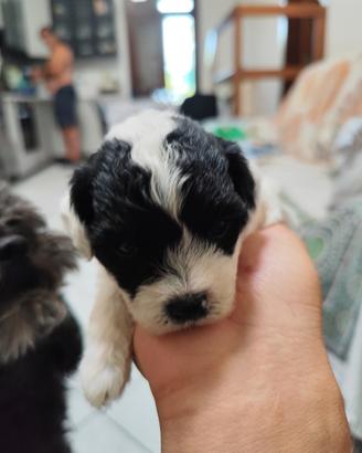 Cuccioli barboncino toy