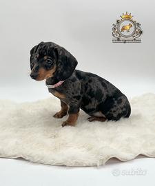 Esclusiva femminuccia bassotto arlecchino silver