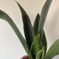 Sansevieria black diamond
