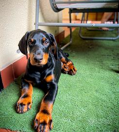 Dobermann