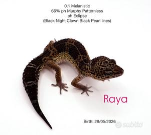 Geco leopardino