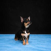 Cucciolo di chihuahua maschio