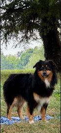 Aussie Black Tri Red Factor - Monta