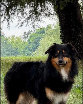 Aussie Black Tri Red Factor - Monta