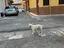 Immagine 4