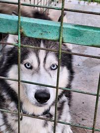 Siberian husky maschio