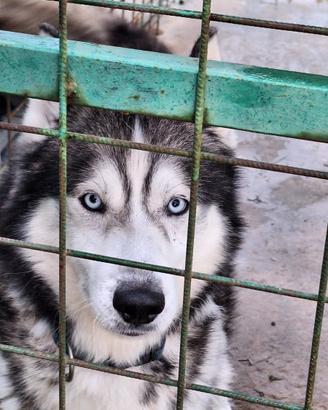 Siberian husky maschio
