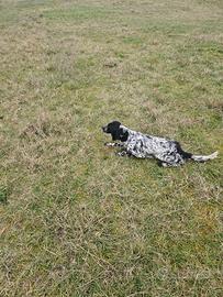 Setter Inglese