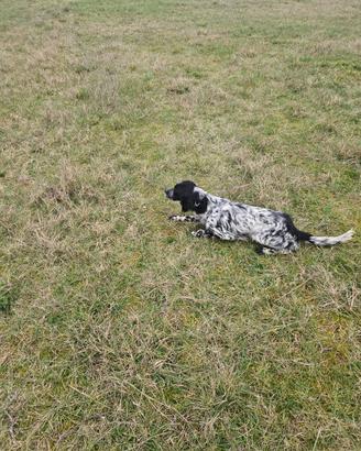 Setter Inglese
