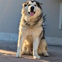 Dispinibili due alaskan malamute per monta