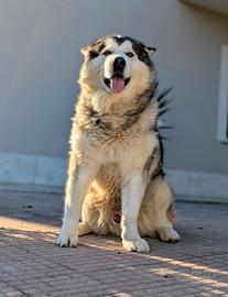 Dispinibili due alaskan malamute per monta