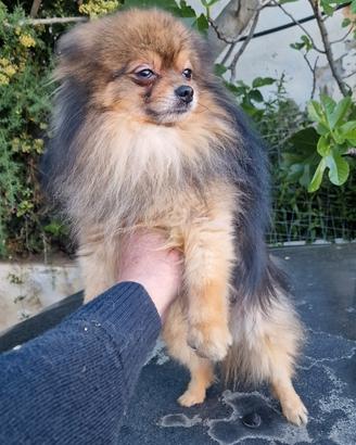 Spitz della Pomerania genitori e cucciola