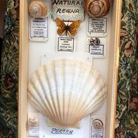 Teca di reperti naturalistici