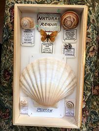 Teca di reperti naturalistici