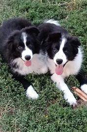 Cuccioli Border collie