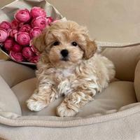 Maltipoo albicocca cuccioli