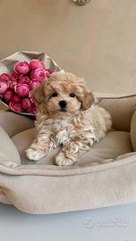 Maltipoo albicocca cuccioli