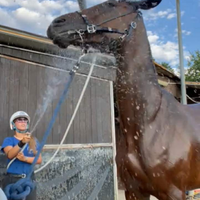 Cavallo italiano