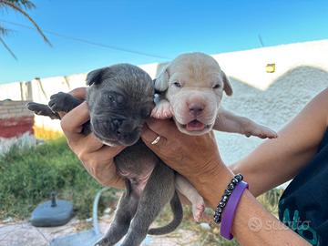 Disponibili Cuccioli Cane Corso grigi o bianchi