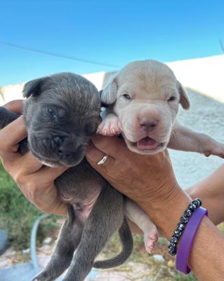 Disponibili Cuccioli Cane Corso grigi o bianchi