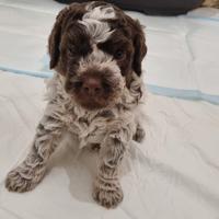 Lagotto Romagnolo