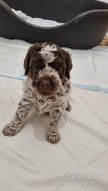 Lagotto Romagnolo