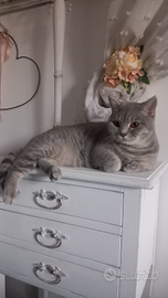 British Shorthair