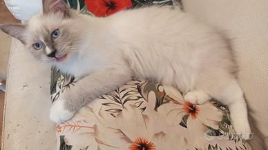gattini ragdoll
