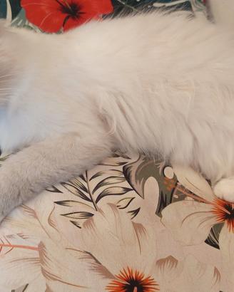 gattini ragdoll