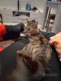 Bengala femmina 1 anno