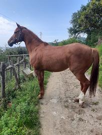 Cavallo arabo-quarter